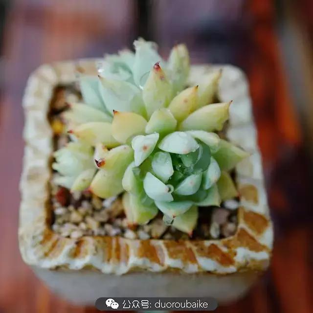 娇艳欲滴的多肉植物,春雨中多肉图片大全