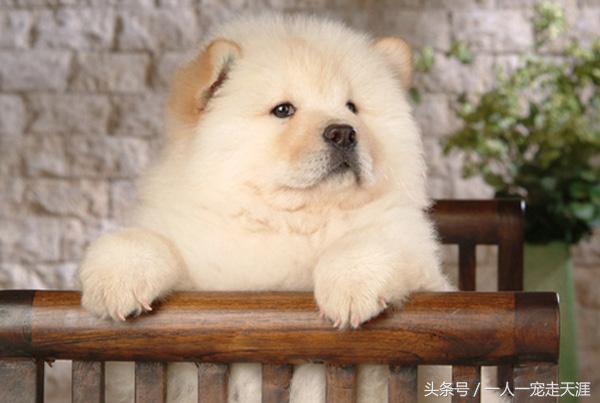 最可爱的四种宠物,10种最可爱的宠物狗