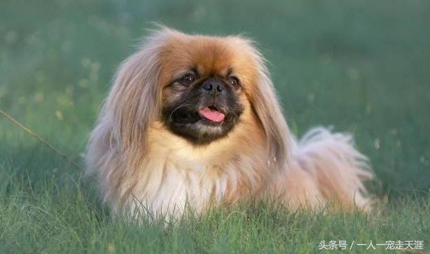 最可爱的四种宠物,10种最可爱的宠物狗