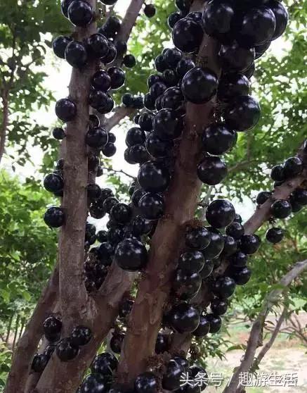 珍稀果种嘉宝果,珍稀福冈嘉宝果