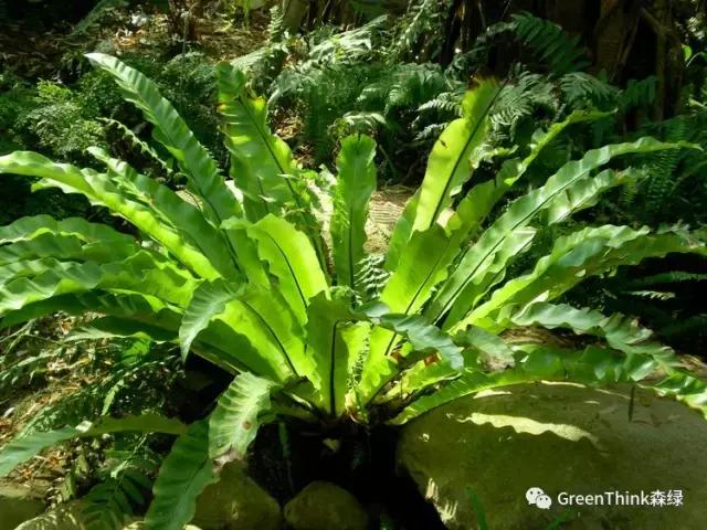 狼尾蕨造景方法,狼尾蕨的森林造景