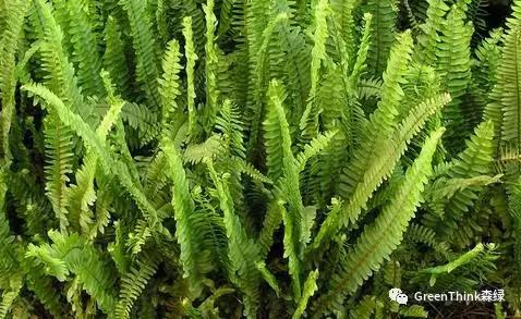 狼尾蕨造景方法,狼尾蕨的森林造景