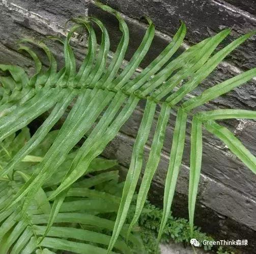 狼尾蕨造景方法,狼尾蕨的森林造景