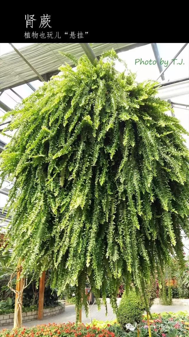 狼尾蕨造景方法,狼尾蕨的森林造景