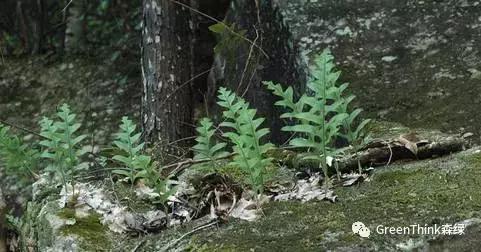 狼尾蕨造景方法,狼尾蕨的森林造景