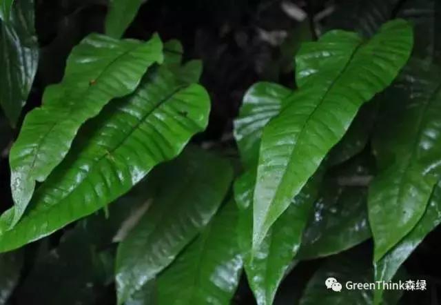 狼尾蕨造景方法,狼尾蕨的森林造景