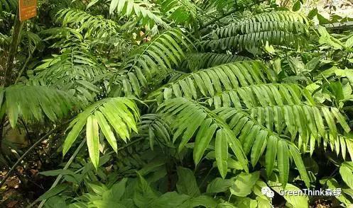 狼尾蕨造景方法,狼尾蕨的森林造景