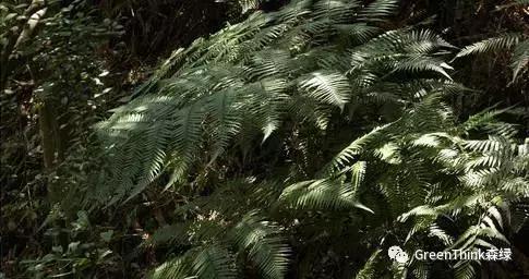 狼尾蕨造景方法,狼尾蕨的森林造景