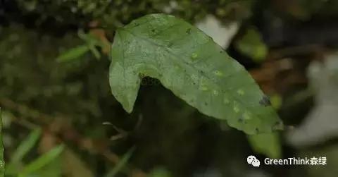 狼尾蕨造景方法,狼尾蕨的森林造景