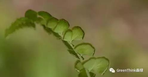 狼尾蕨造景方法,狼尾蕨的森林造景