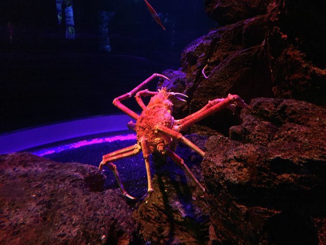 新款阿特兹西藏自驾游,国内阿特兹旅行版