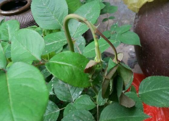 关于养花的“十大问题”,养花过程遇到的问题怎么解决