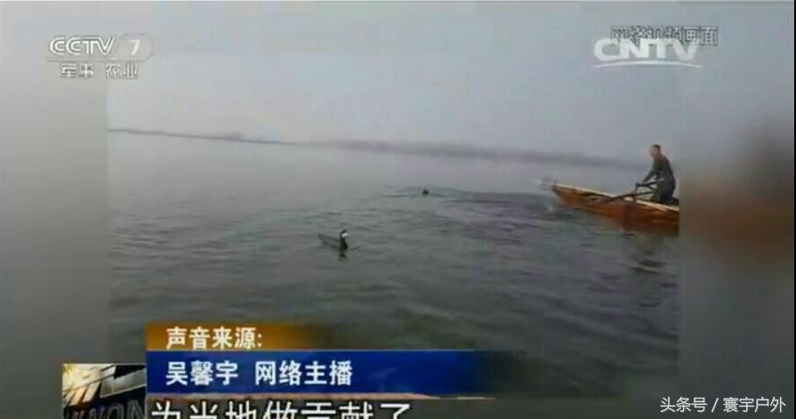 靠着千年传承的鸬鹚捕鱼,他们登上了央视的大屏幕!(附视频)