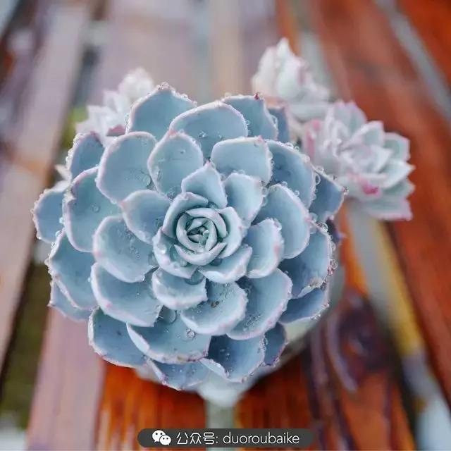 娇艳欲滴的多肉植物,春雨中多肉图片大全