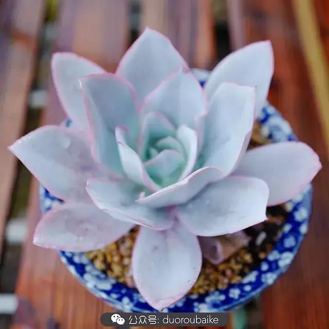 娇艳欲滴的多肉植物,春雨中多肉图片大全