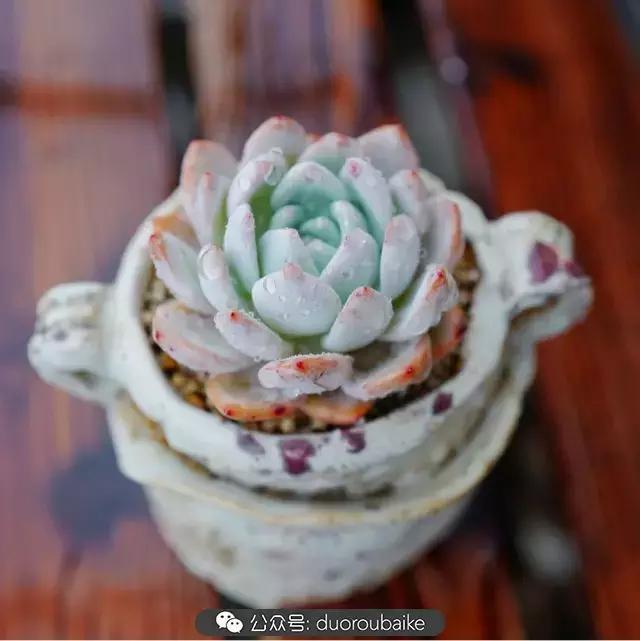 娇艳欲滴的多肉植物,春雨中多肉图片大全