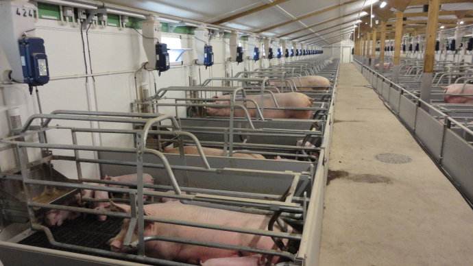 猪舍养猪方法,猪舍怎么建猪才不会冷