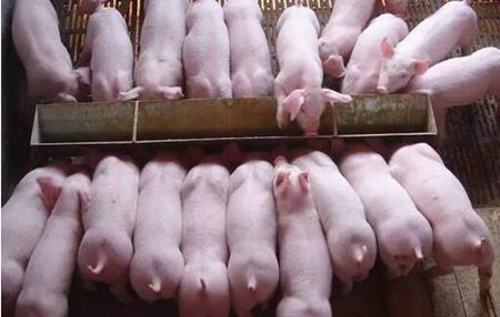 猪舍养猪方法,猪舍怎么建猪才不会冷