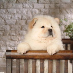 松狮好养吗,松狮到底好不好养