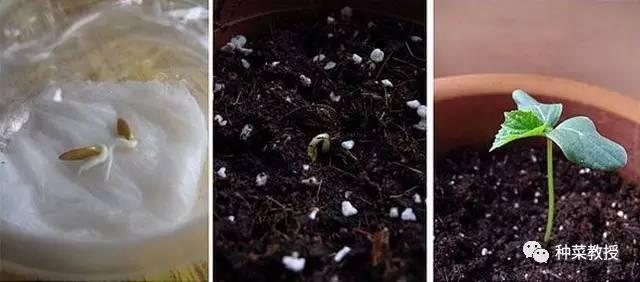 阳台盆栽黄瓜的种植方法,阳台种植黄瓜用什么肥料最好