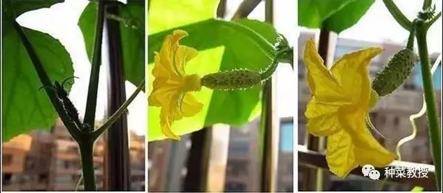 阳台盆栽黄瓜的种植方法,阳台种植黄瓜用什么肥料最好