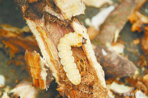 树中虫怎么吃,树里有虫子能吃吗