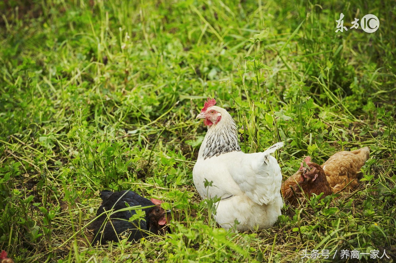 肉鸡包涵体肝炎的症状,肉鸡腹水的防治措施