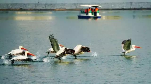 黄河口首次发现珍稀鸟类白鹈鹕,珍稀鸟类白鹈鹕