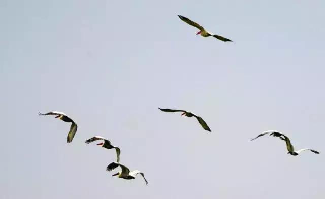 黄河口首次发现珍稀鸟类白鹈鹕,珍稀鸟类白鹈鹕