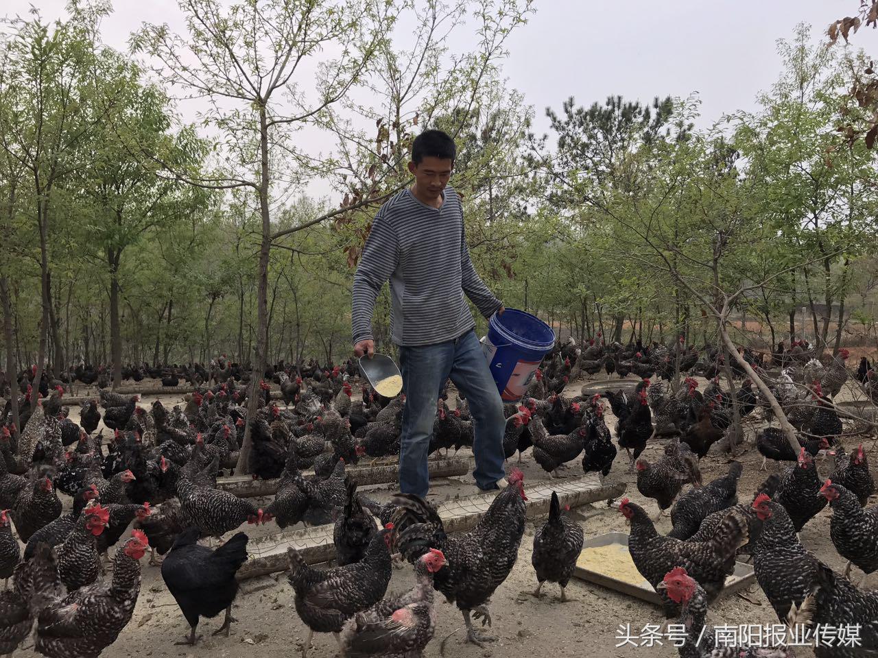 听着音乐进餐生活全程直播——看看这些芦花鸡如何进阶“网红”