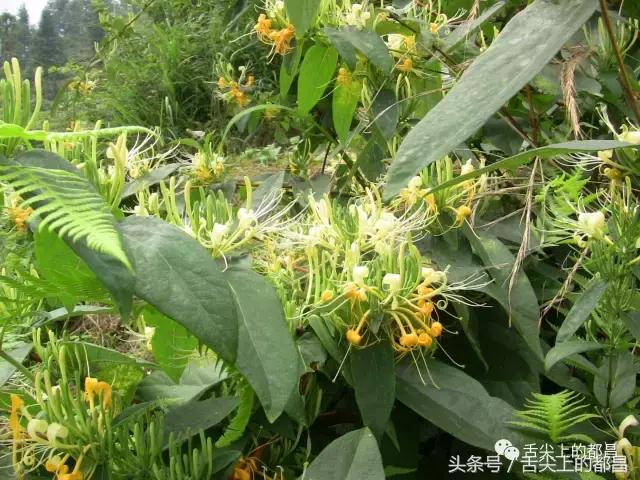 农村人最喜欢的野花，城里人羡慕不已