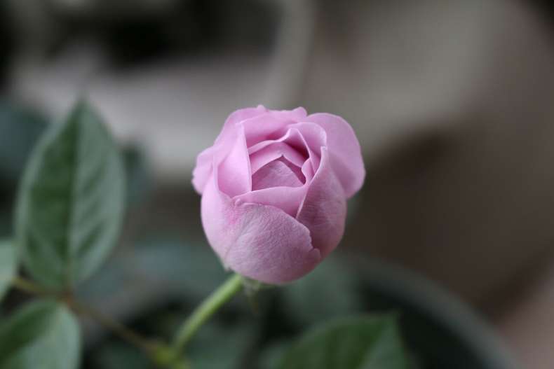 发烧友必入的蓝紫色月季,蓝紫色月季最值得入手的一款