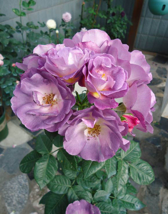 发烧友必入的蓝紫色月季,蓝紫色月季最值得入手的一款