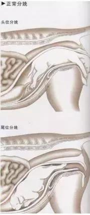 老板我要请假！不是因为我病了，而是因为我家狗要生啦