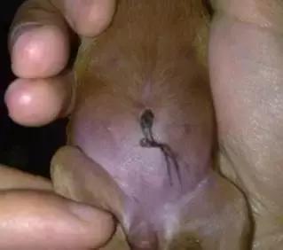 老板我要请假！不是因为我病了，而是因为我家狗要生啦