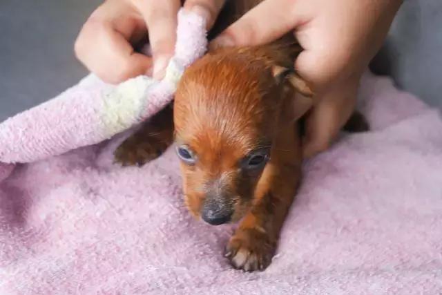 老板我要请假！不是因为我病了，而是因为我家狗要生啦