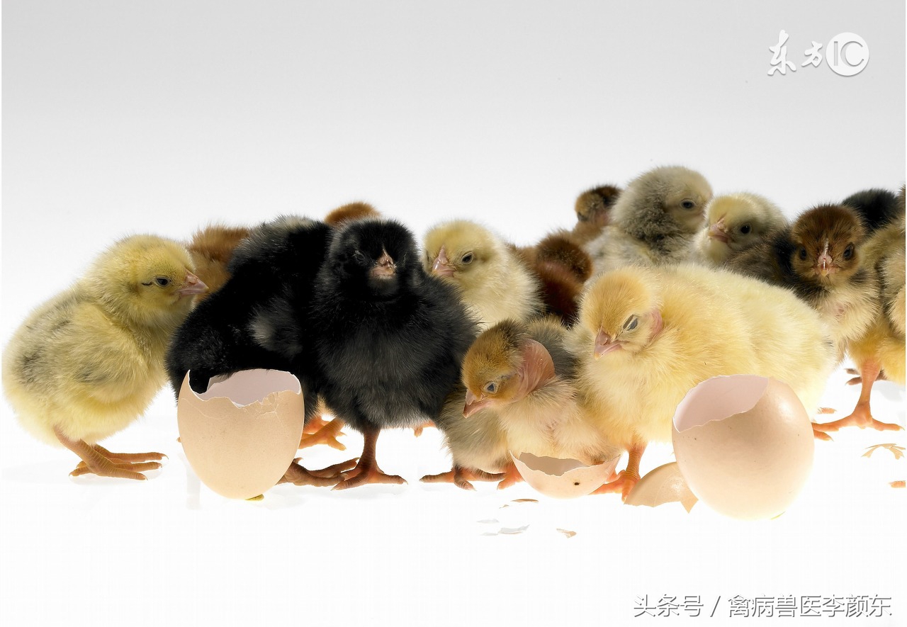 养鸡防治知识大全,养鸡治疗方案大全
