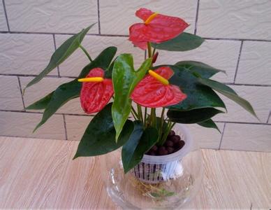 红掌总是黄叶怎么回事,红掌老是黄叶怎么办