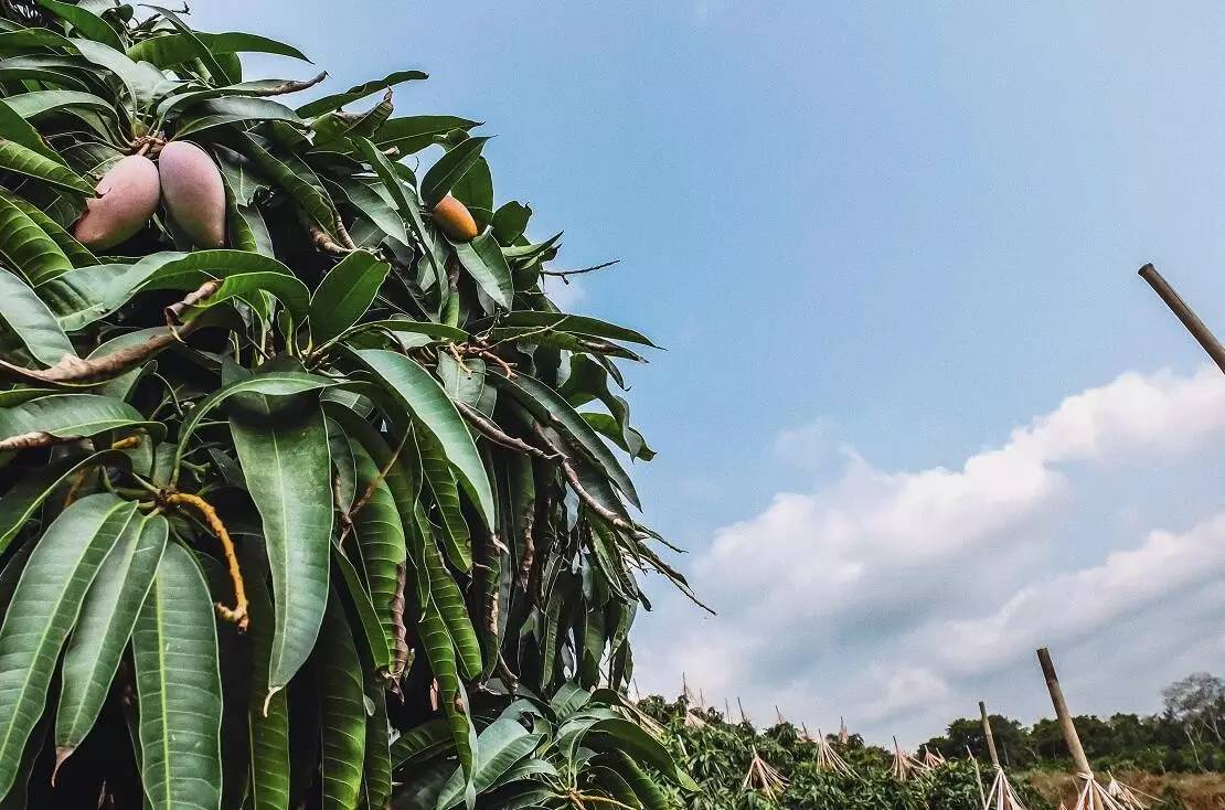 贵妃芒是酸芒果吗,芒果好吃还是贵妃芒