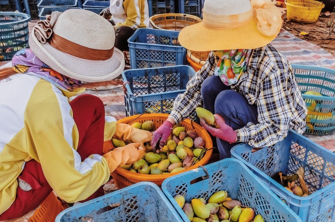 贵妃芒是酸芒果吗,芒果好吃还是贵妃芒
