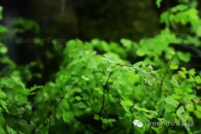 狼尾蕨造景方法,狼尾蕨的森林造景