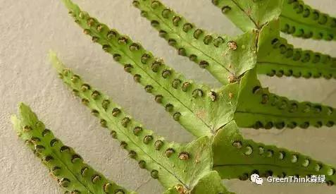 狼尾蕨造景方法,狼尾蕨的森林造景