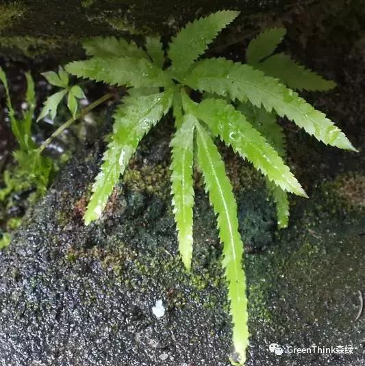 狼尾蕨造景方法,狼尾蕨的森林造景