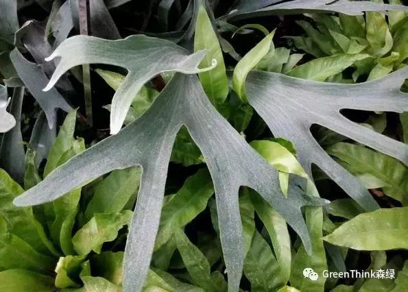 狼尾蕨造景方法,狼尾蕨的森林造景