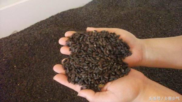 养殖致富经一年收入40万,500元养殖致富技巧