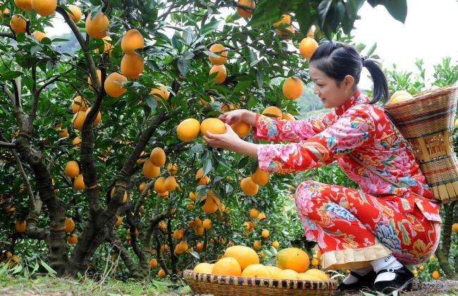 果农心声:透露大器晚成“伦晚”价格真相!