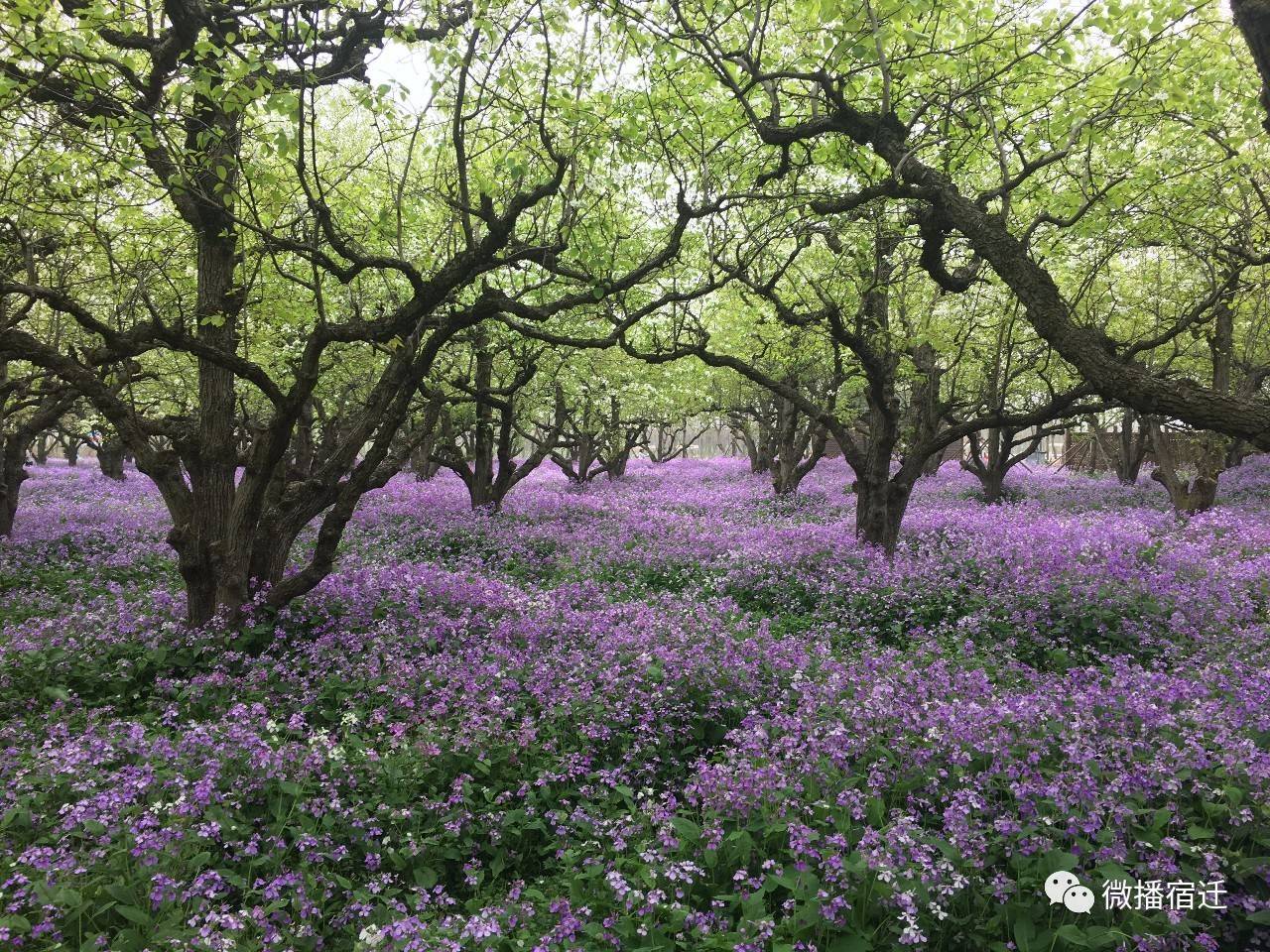 宿迁在宿迁人眼中,宿迁到底有多好