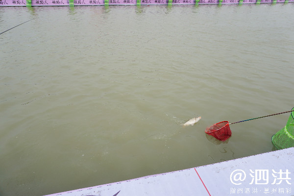 泗洪洪泽湖国际垂钓大赛开幕,泗洪洪泽湖大圆塘休闲垂钓邀请赛