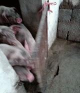 搞笑gif女汉子打起架来拦都拦不住,流氓会武术谁也挡不住