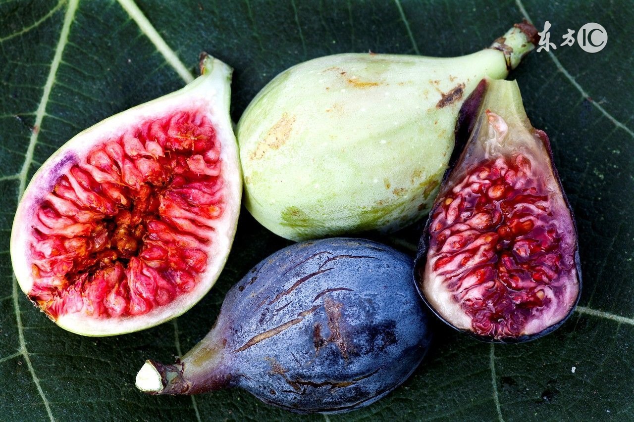 遇见无花果,怀旧无花果